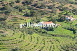 3 properties on a large plot with plantation of...