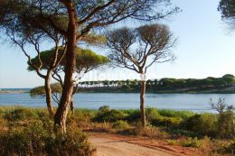 Plot for construction in pine forest 500 meters...