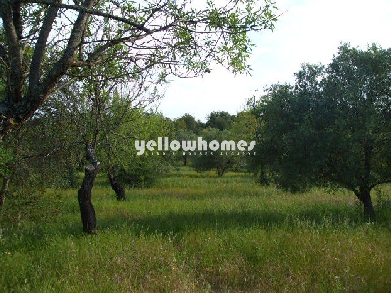 Terreno com grande ruína e bonita vista para o campo