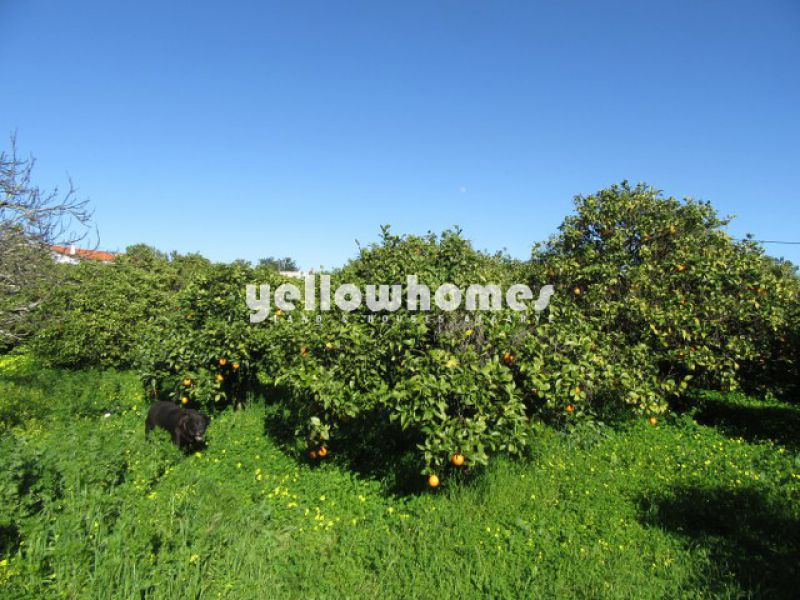 Three independent properties on a large plot near Moncarapacho